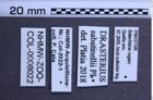 Etiketten zu Drasterius sabatinellii (Platia, 2015) (NHMW-ZOO-COL-0008022)
